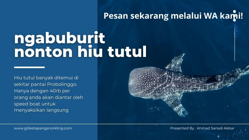 Poster Wisata Hiu Tutul Gili Ketapang